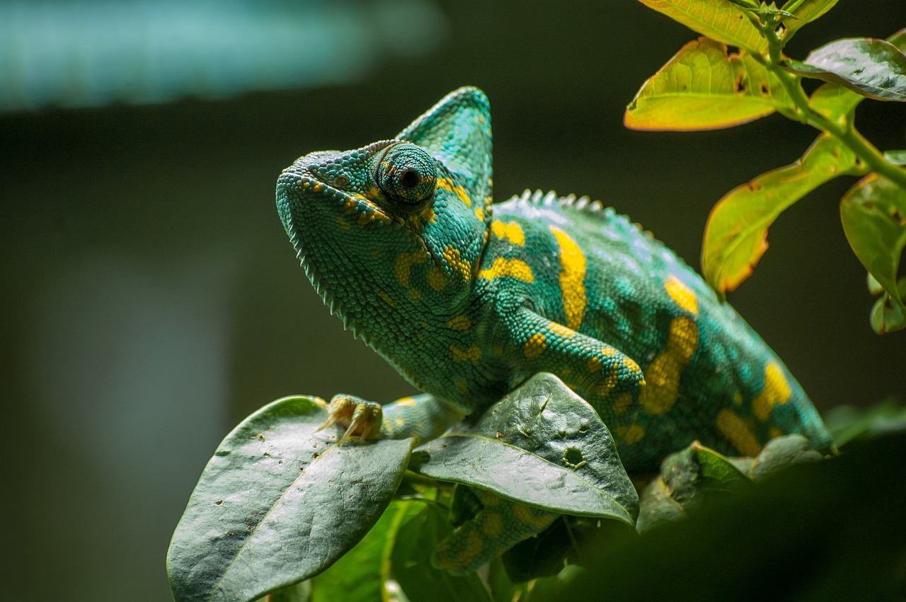 Best Chameleon Species For Beginners – Pretentious Pets